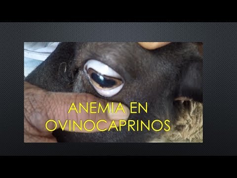 Vídeo: Epidemiologia Das Infecções Por Nematóides Do Estilo Forte E Primeiro Relato De Resistência Ao Benzimidazol Em Haemonchus Contortus Em Cabras No Sul De Darfur, Sudão