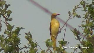 Indian Golden Oriole - Birds Spotted At Palani Hills - Varathamanadhi Dam Birds - மஙகயல