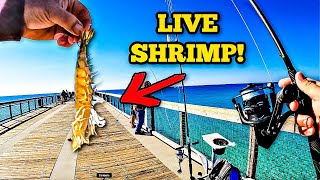 I Tossed A LIVE SHRIMP Off A Gulf Pier And Caught THIS!