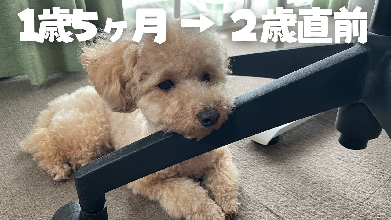 世界がどんどん広がってきました｜1歳5ヶ月〜2歳直前の成長記録