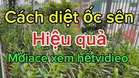Cách diệt ốc sên cho lan phi điệp hiệu quả mời ace xem hết vidieo