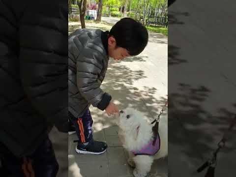 강아지 간식 주는 아기 Baby feed dog
