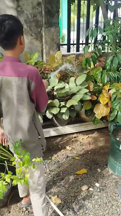 Siram Bunga nyakchik #haraysza #shorts