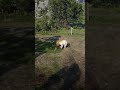 Mountain Lion Attack Gone Wrong | Snake Becomes Hero#shorts