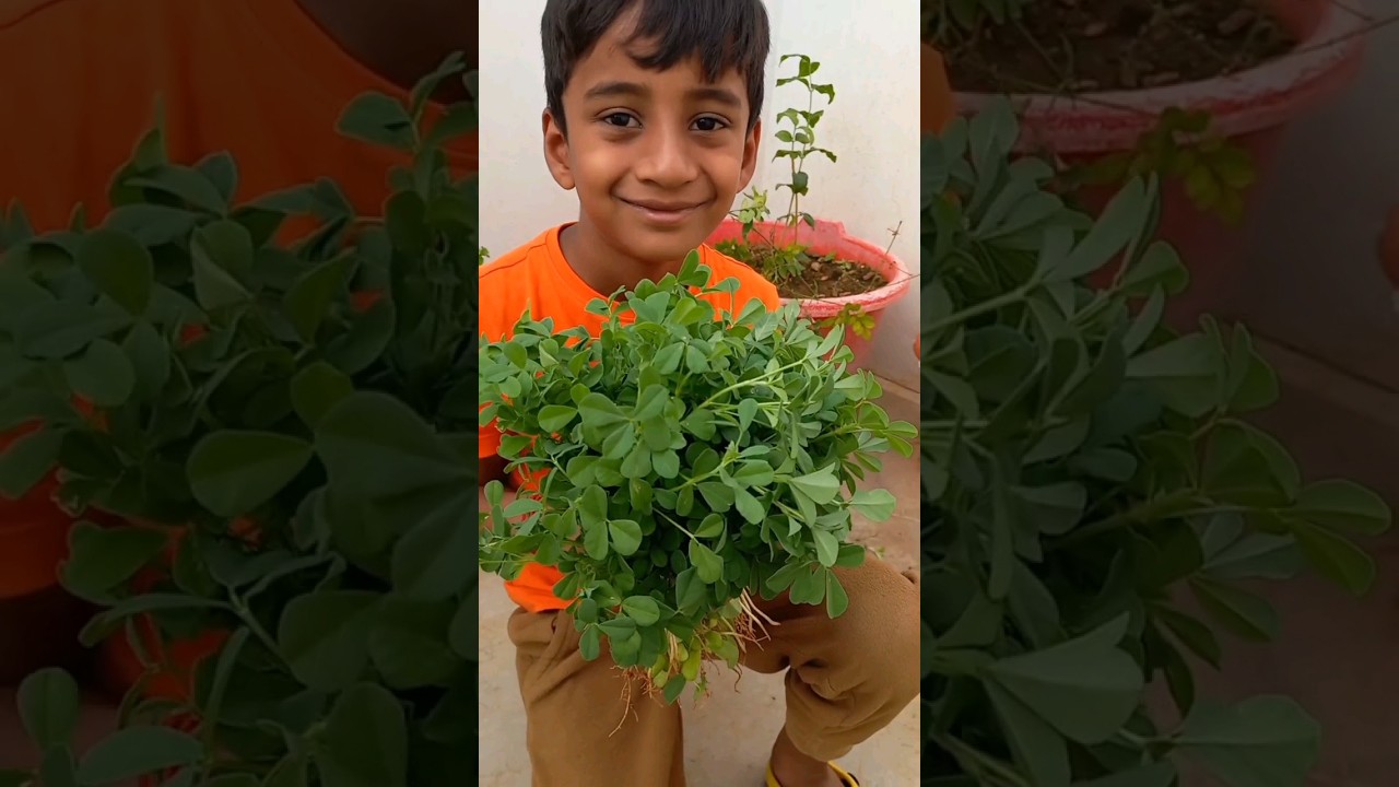 ✨️வெந்தய கீரை வளர்ப்பு✨️ | Easy to grow Fenugreek Leaves | #shorts #tamil #gardening #tips #organic