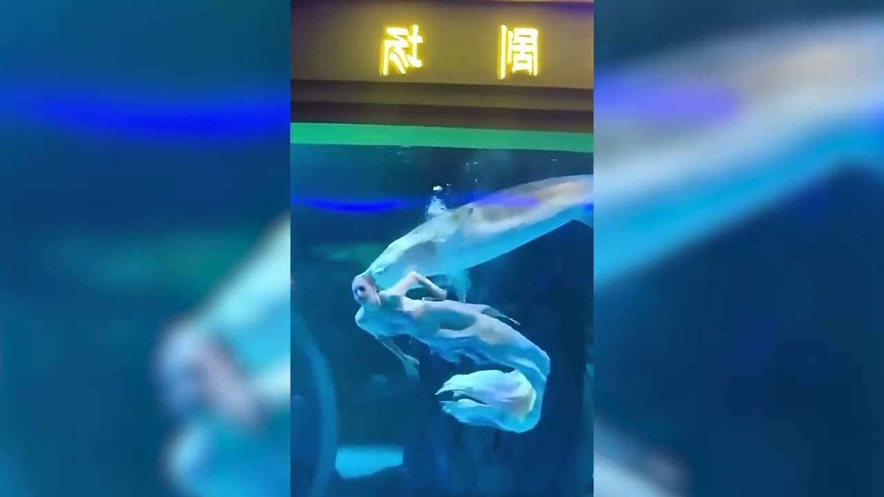 Video of the Day: Mermaid performer attacked by a large fish