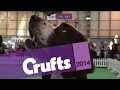 Irish Red & White Setter | Best of Breed | Crufts 2014 の動画、YouTube動画。