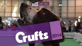 Irish Red & White Setter | Best of Breed | Crufts 2014(Irish Red & White Setter - Best of Breed - day four of Crufts 2014. Give this video the thumbs up if you enjoyed and don't forget to subscribe! Follow Crufts on ..., 2014-03-09T17:43:15.000Z)