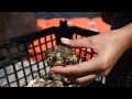 Can One Billion Oysters Clean NYC's Harbor?