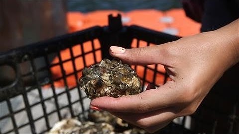 Can One Billion Oysters Clean NYC