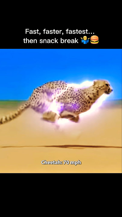Tiger vs Lion vs Cheetah: Who’s Fastest?