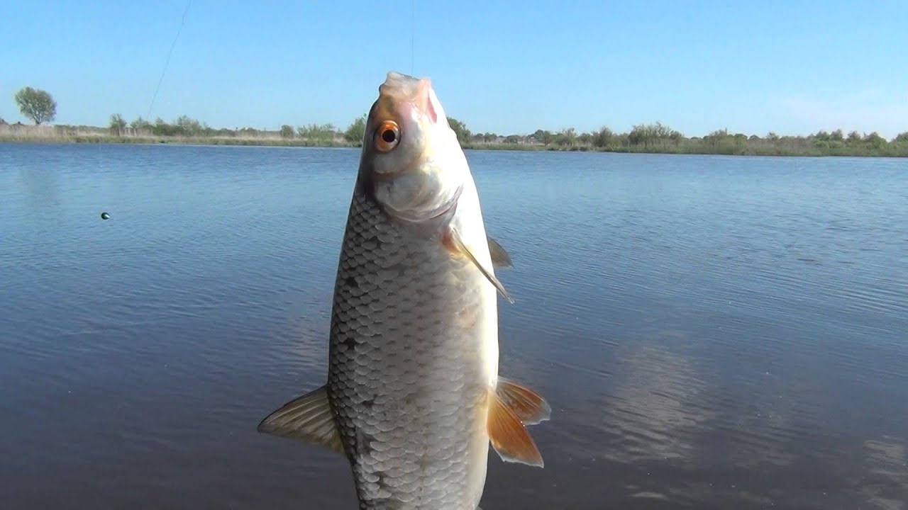 bergumermeer vissen 24-5-2015