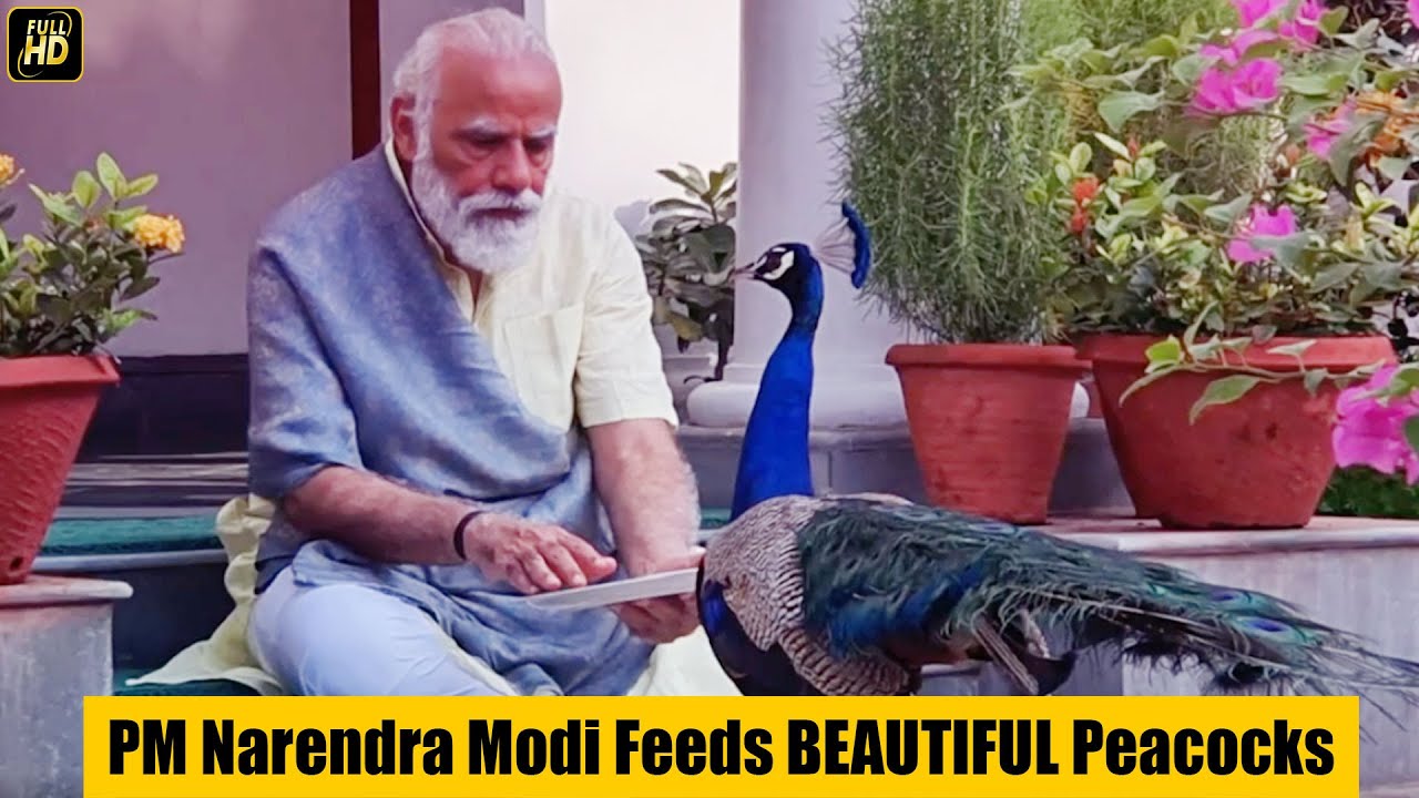 PM Narendra Modi Feeds BEAUTIFUL Peacocks At His Residence | Precious Moments