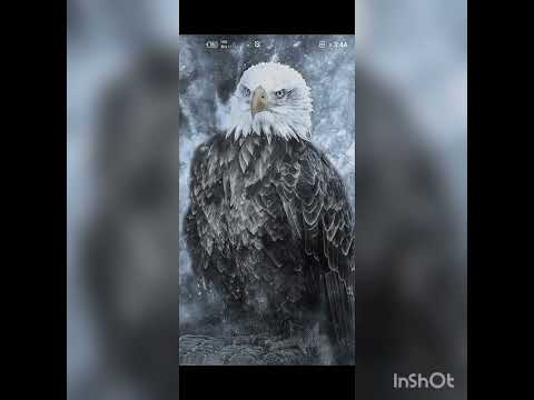 شرح الفرق بين تحميل صحيفة من خلال رمز  وبين منظومة الشاطئ