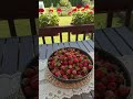 Natural Village Life ❤️#youtubeshorts #viral #fyp#nature#farmlife#köyhayatı#dogal
