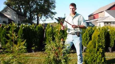 See The Best method to prune an arborvitae
