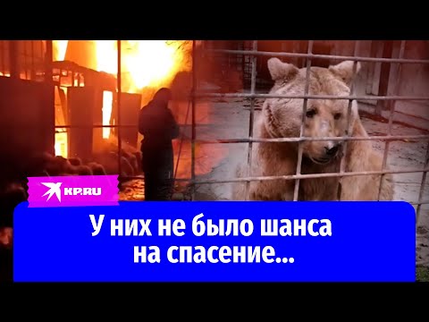 В пожаре в зоопарке Евпатории погибли свыше 150 животных