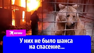 В пожаре в зоопарке Евпатории погибли свыше 150 животных