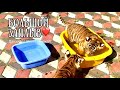 ❤️🐯Большой заплыв...в тазике...Тайган ❤️Тiger cubs. Safari park Taigan. Crimea