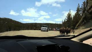 Close encounters of the Buffalo Kind