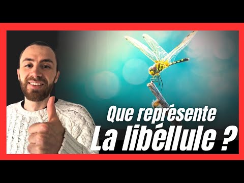 Quelle est la signification de la libellule ?