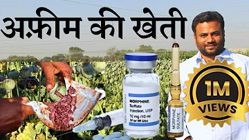 कहीं आपकी medicine में अफ़ीम तो नहीं? Opium farming of India || Drugs of India || Farming Engineer
