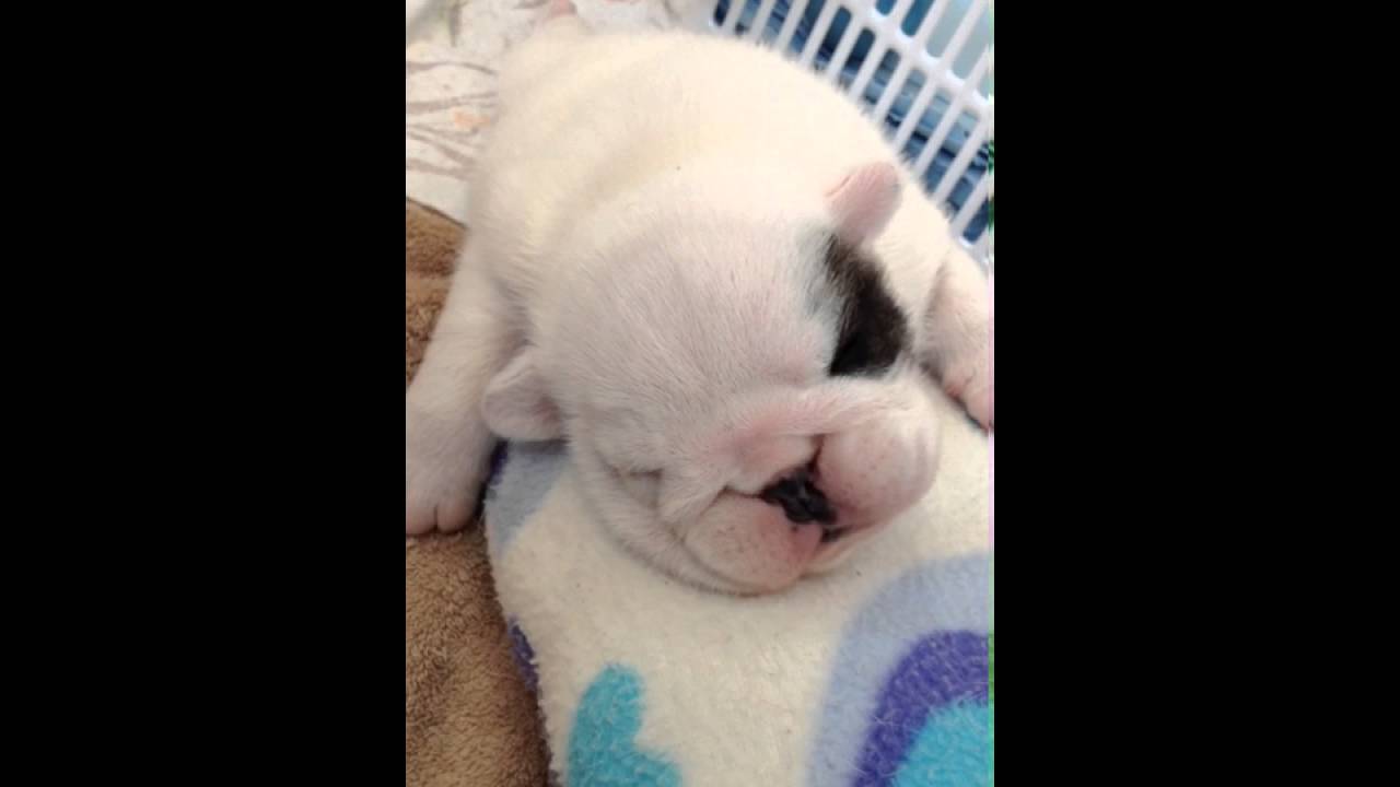 CACHORRO BULLDOG INGLES mexico primera division
