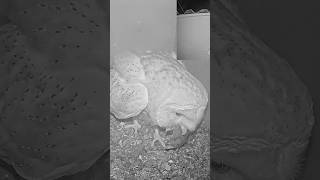 Don’t Blink! 👀 Mouse Gone