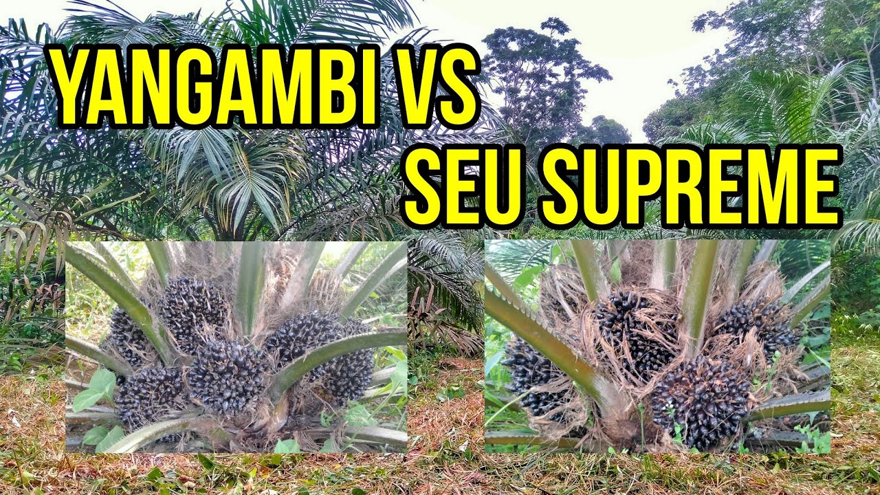 Mantap! Yangambi VS Seu Supreme Mana nih yang lebih Mantul 😀