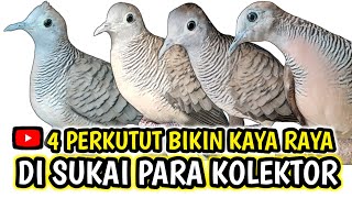 4 CIRI PERKUTUT KATURANGGAN YANG BAIK DI PELIHARA BIKIN KAYA RAYA.!!