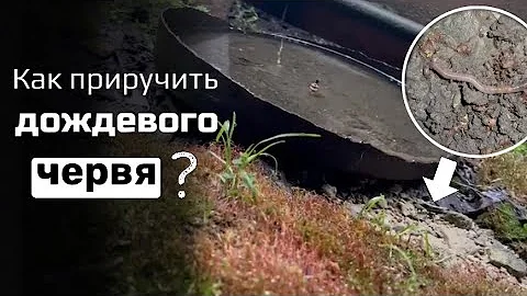 МЫ НАШЛИ ДОЖДЕВОГО ЧЕРВЯ И СОЗДАЛИ ДЛЯ НЕГО ТЕРРАРИУМ