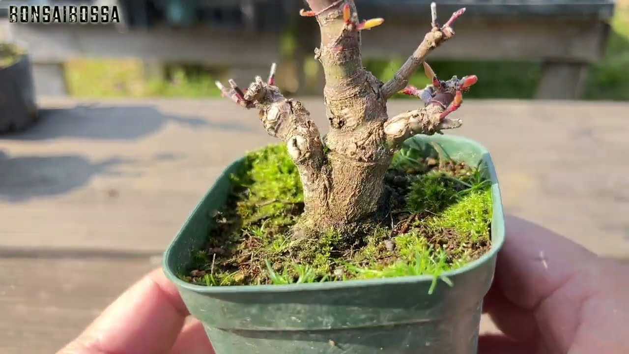 松のみお話中→盆栽BGJ6 Black pine folding teacup MINI BONSAI～Make the elongated black