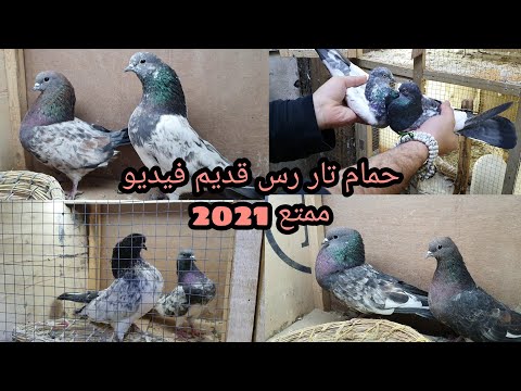 حمام التار العراقي احلى طيور تور