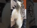 うざいママにキレるCOCO😂 #猫動画 #保護猫
