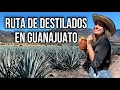 La ruta de MEZCAL y TEQUILA en GUANAJUATO: Tina de mezcal, Hacienda mezcalera y Tequila de Penjamo