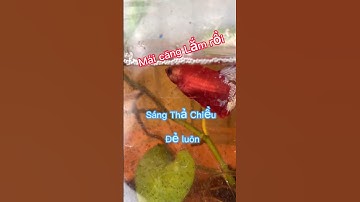 Ổ bọt cá mái khủng 😱 #thuducbettafarm #betta #epcabetta #shots