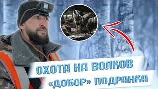 Охота на волка. «Добор» подранка.