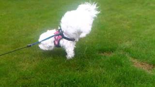 Maltese Peeing On Front Paws