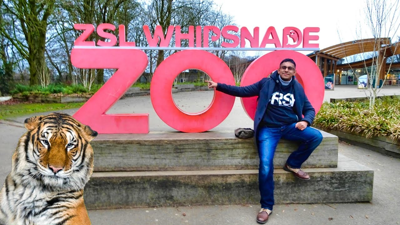 ZSL WHIPSNADE ZOO (2019) YouTube
