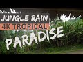 4K TROPICAL Jungle Rain Sounds | Rainforest Nature Video | 3 Hours Relaxation, Study &amp; Rest