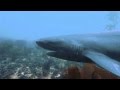 Sevengill shark throwing up