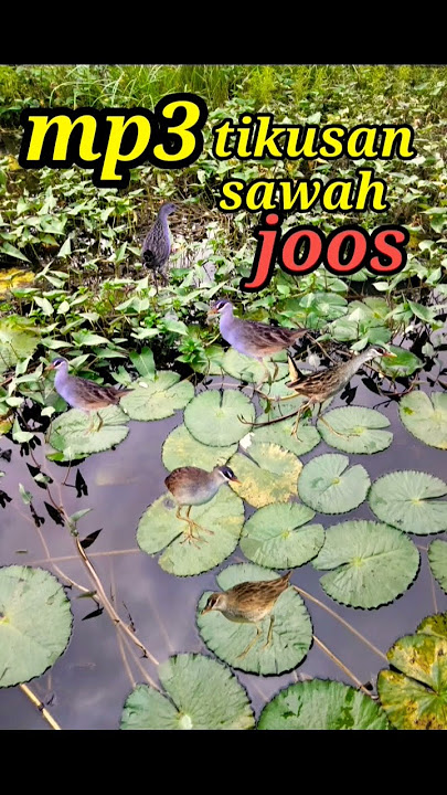 Razanya suara burung tikusan sawah