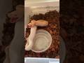 Albino Pied Royal Python Devours Frozen/Thawed Rat! #foryou #royalpythons #ballpython #cool-pets