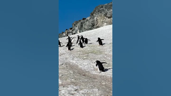 Penguins in Antarctica: Pure Nature’s Beauty   🇦🇶 thumbnail