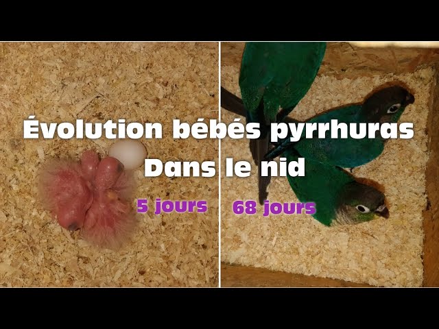 Évolution bébés pyrrhuras 💜 dans le nid en 2 minutes- de 5 jours à 68  jours 