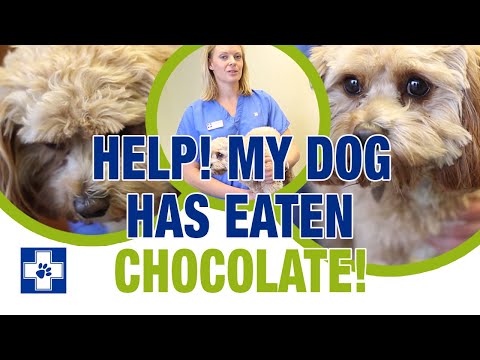 My dog has eaten chocolate! What to do if your dog ate chocolate