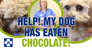 My dog has eaten chocolate! What to do if your dog ate chocolate