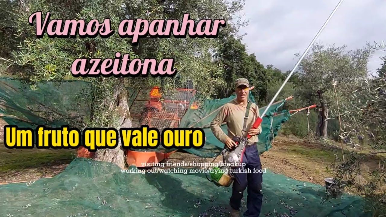 Primeiro dia apanhar azeitona.