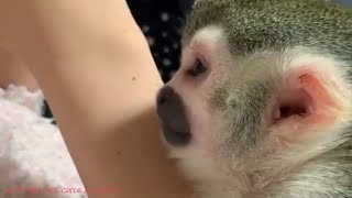 Funny Baby Squirrel Monkeys - Relax moment Playing and do Exercise at home
