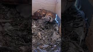 Short Barn Owl Cast Regurgitates A Owl Pellet